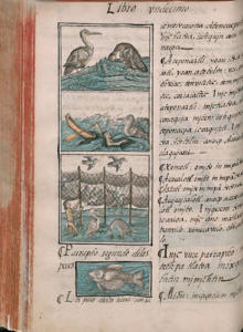 Med. Palat. 220, c. 213v