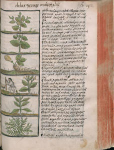 Med. Palat. 220, c. 294r
